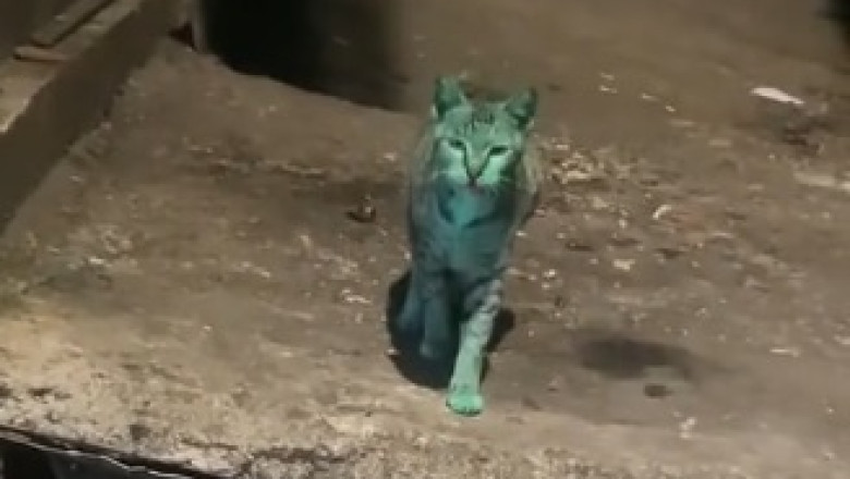 No Tail, No Problem! Watch This Hilarious Video of a Tailless Cat Strutting Its Stuff!