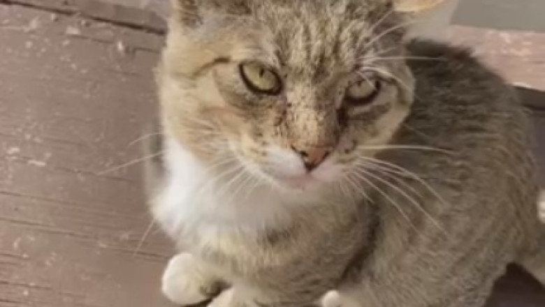 This Cat's Reaction to the Vacuum Cleaner Will Make Your Day