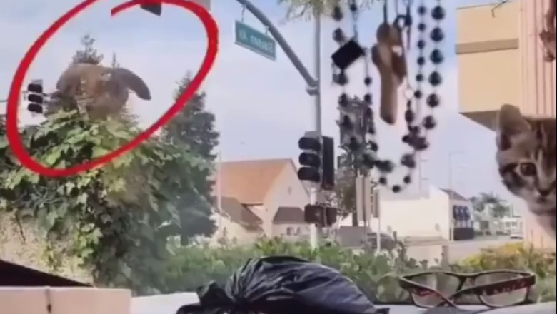 Eagle vs Cat Showdown Inside Car