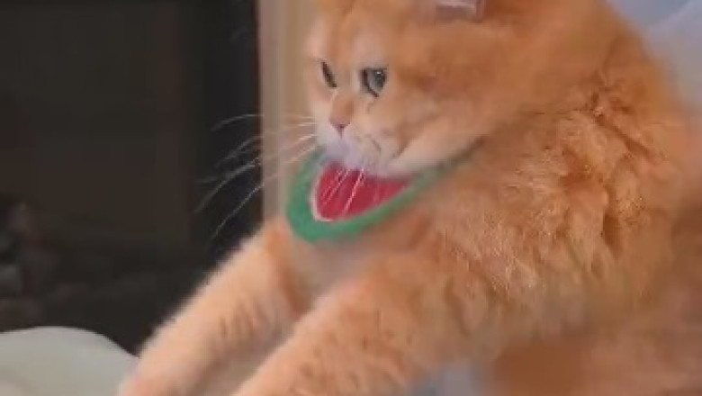 Pawsitively Hilarious: The Epic Adventures of Mr. Whiskers!
