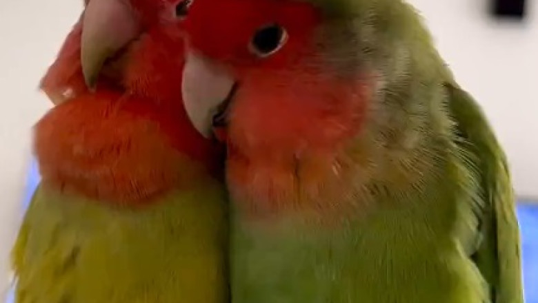 Mesmerizing Beauty of Colorful Parrots Revealed in Stunning Detail!