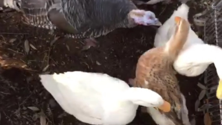 Feathered Fun: Turkey, Goose, Duck, and Chicken Face Off at the Judge's Table in Hilarious Showdown!