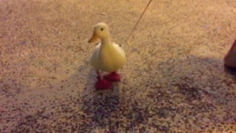Hilarious Hijinks: Duck Gets Tied Up in Rib-Tickling Mishap!