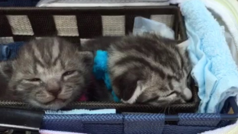 Hilarious Video Alert: Chaos Ensues with Two Cats in a Car - You Won't Believe What Happens!