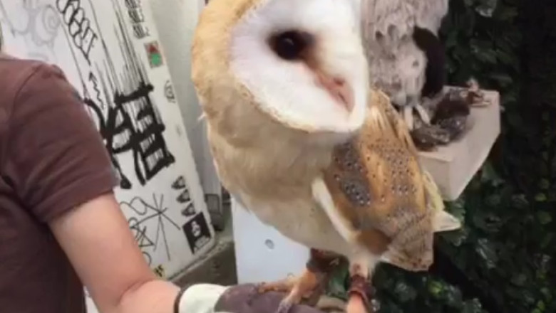 Laugh-Out-Loud Video: Meet the One-Eyed Owl with a Wink That Will Melt Your Heart!