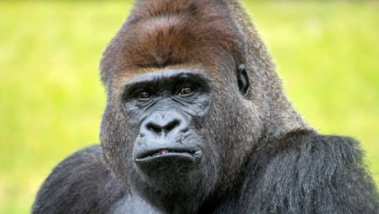 Gorillas' Voting System: A Surprising Look at Decision-Making in Great Apes