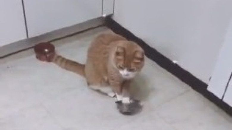 Cat Rings Hunger Bell Like a Pro – You Won’t Stop Laughing!