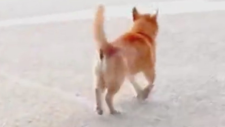 These Dogs Walking Happily Will Make Your Day!