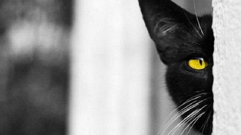 How Cats Live "In Two Houses": The Surprising Secret Lives of Your Feline Friends