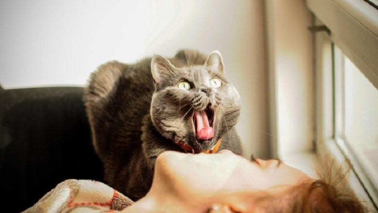 Why Does Your Cat Wake You Up at Night? Understanding the Reasons Behind Nocturnal