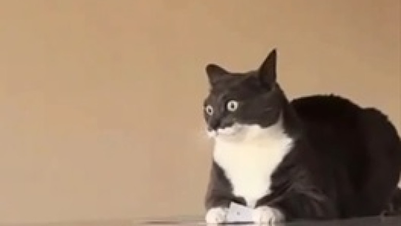 Kitchen Safari: Watch This Cat Hunt for Hidden Treasures! ๐พ๐ฝ๏ธ