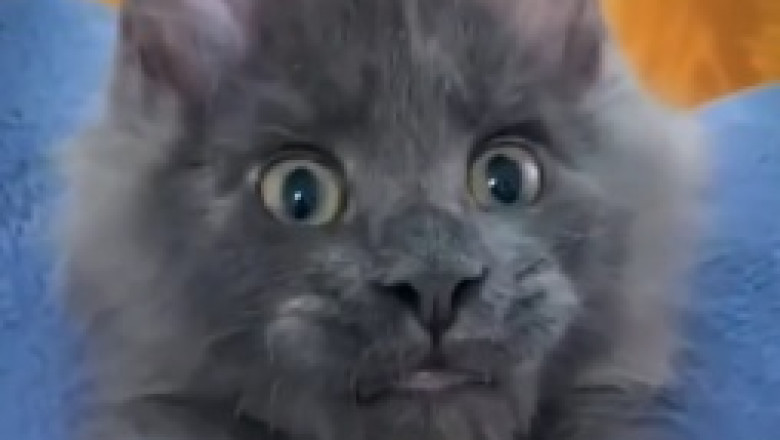 Meet the Mini Tiger: This Cat's Bigger Than Your Average Pet!