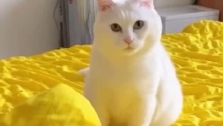 Naughty Cat Caught in Hilarious Shenanigans!