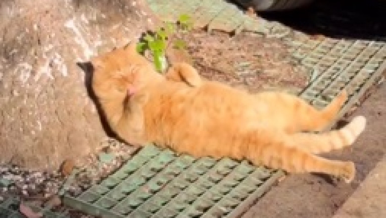 The Street Cat Chronicles: Resilience and Charm from the Alley!