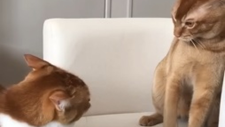 When Cats Clash: Hilarious Cat Fights That Will Make You Laugh!