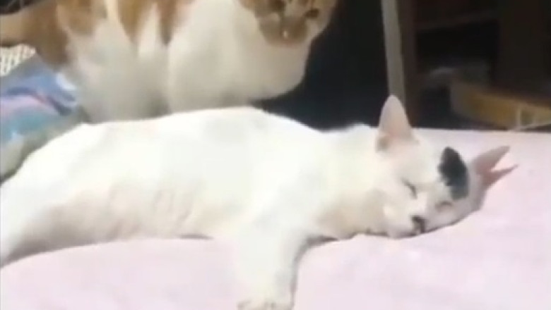 Cat Infidelity: When Feline Love Gets Complicated!