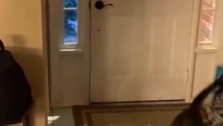 Cat's Epic Jump: Fast as Lightning!