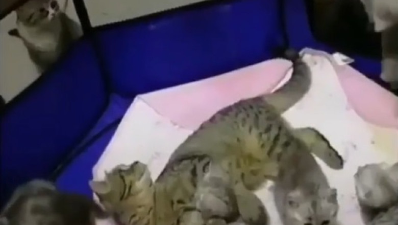Epic Cat vs. Kitten Showdown: The Cuteness Battle!