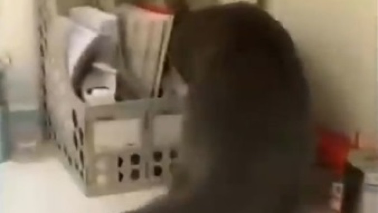 Narrow Escape: Cat vs. Tiny Doorway!