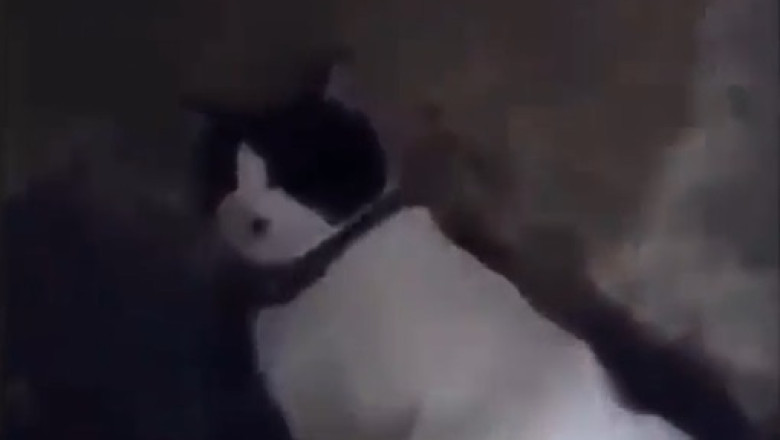 Stairway to Cat-astrophe: The Epic Slide!