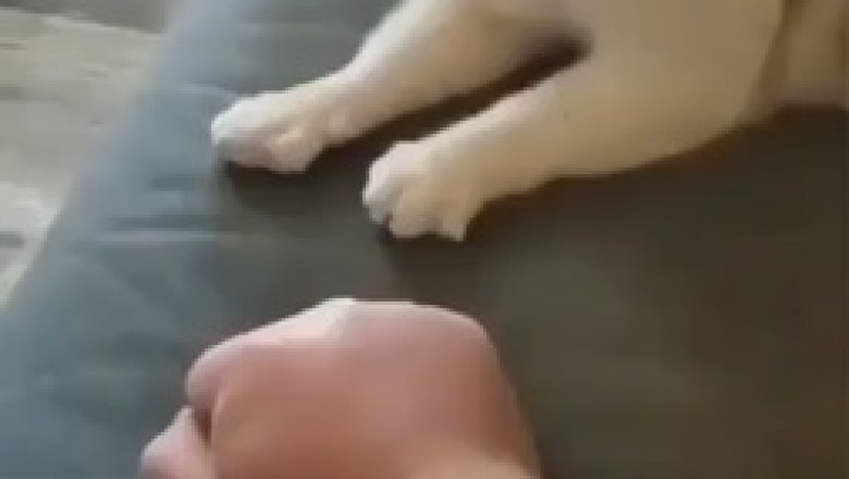Epic High Five: Cat and Little Brother's Adorable Moment!