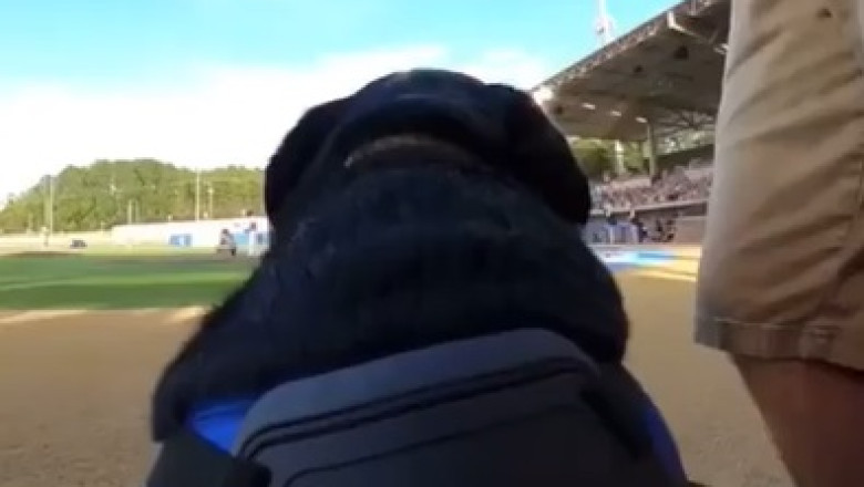 Player's Close Call: Nearly Steals Dog's Job in Heartwarming Moment!