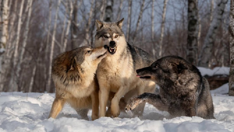 Exploring the Diverse World of Wolves: 8 Unique Species