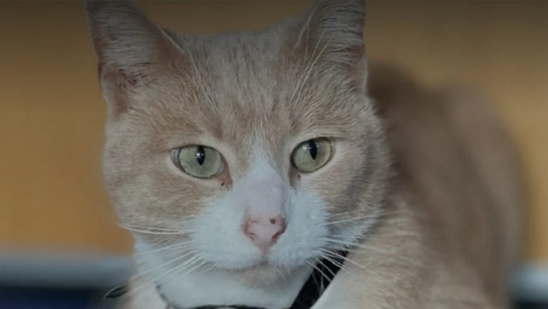 Meet Thomas: The Cat Who Captured the Heart of a City