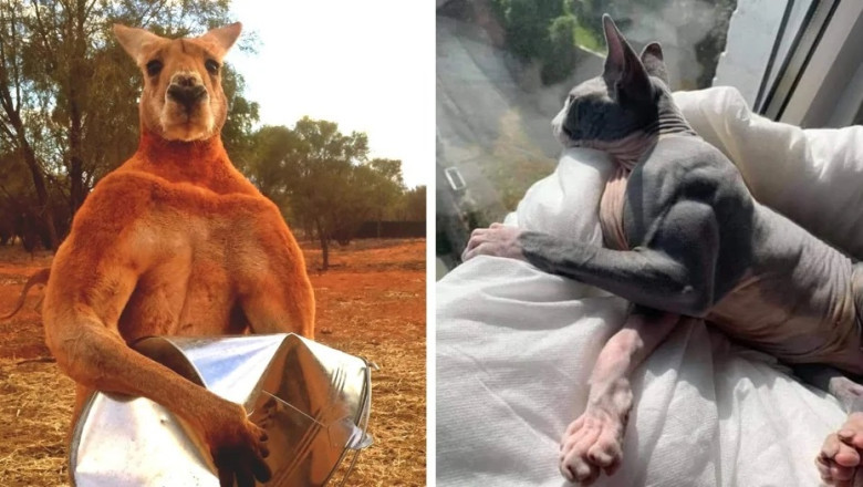 The Animal Kingdom’s Natural Bodybuilders: 16 Beasts with Impressive Muscles