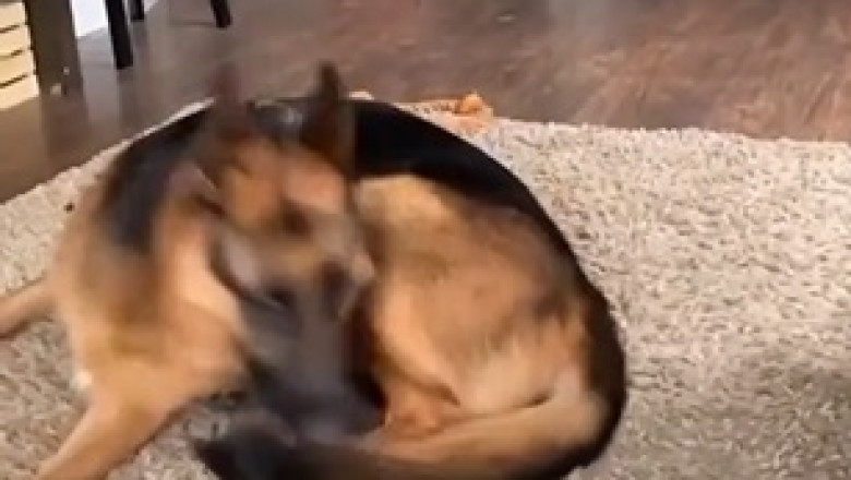 Barking Director: Shepherd Dog Prepares for Cowboy Movie Shoot!