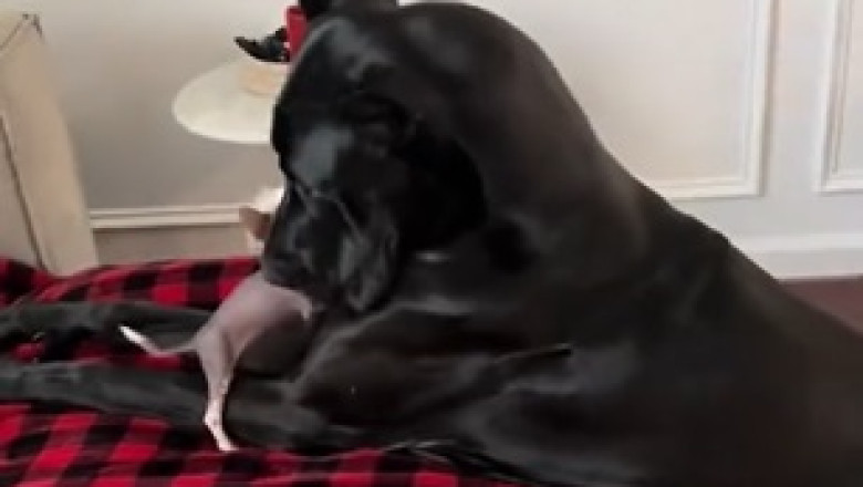 Big Dog, Little Pup: A Heartwarming Tale of Unlikely Friends!