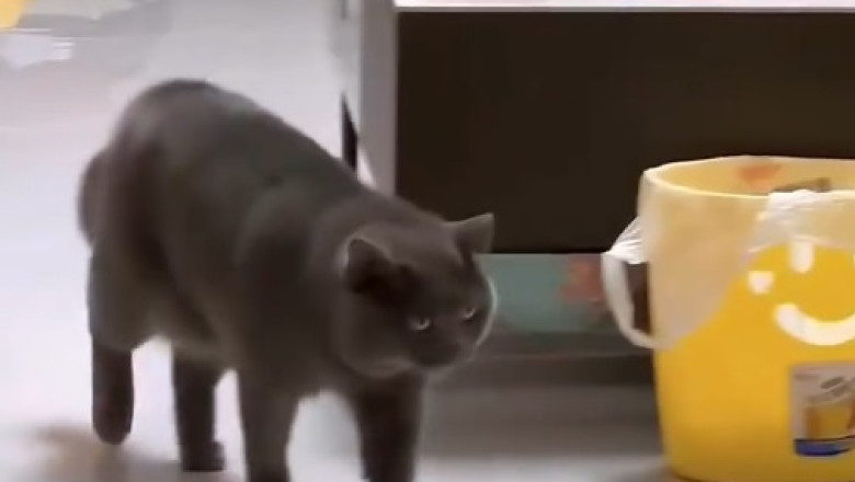 Chunky & Slim: The Adventures of the Dynamic Cat Duo!