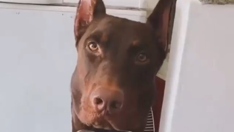 Doberman with Tiger Claws: A Unique and Fierce Combination!