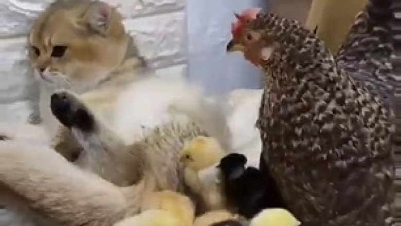 Feathered Friends Under Watch: Hen, Chicks, and the Curious Cat!