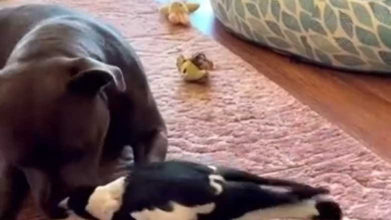 Feathered Tease: When a Crow Tries to Ruffle a Dog's Feathers!