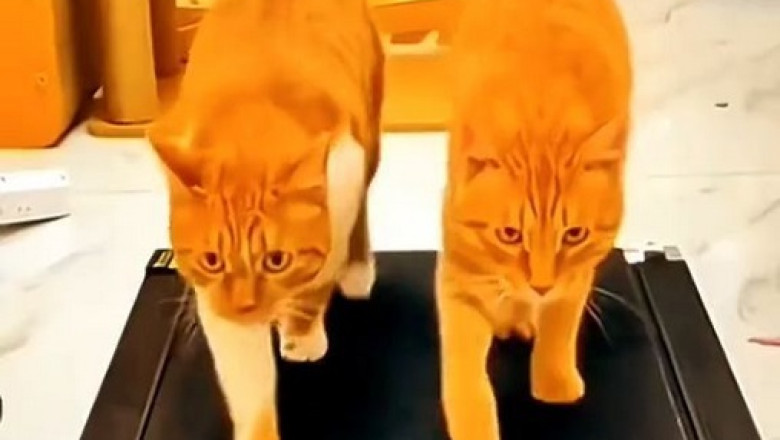 Feline Speedsters: The Ultimate Cat Sports Speed Challenge!