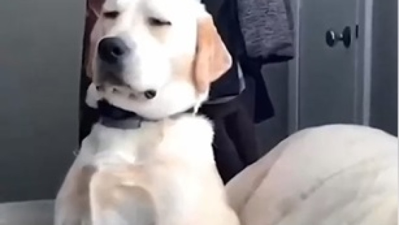 Nap Time Chronicles: The Adventures of a Sleepy Dog