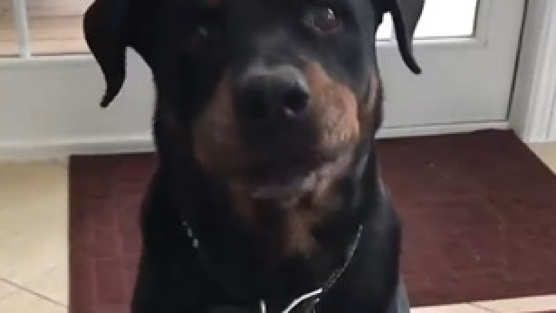 No Thanks! Rottweiler's Hilarious Cauliflower Rejection!