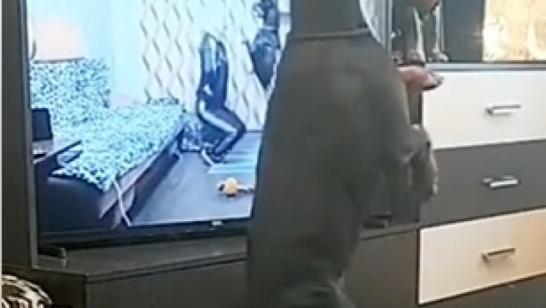 Paws and Poses: Doberman's Yoga Session with TV Star!