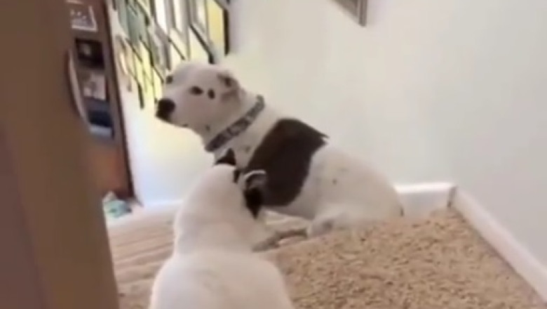 Teamwork Makes the Dream Work: Dog Enlists Cat to Ask for Food!”