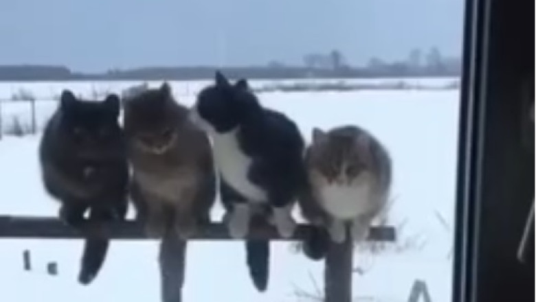 The Great House Chase: Four Felines and Tom vs. Jerry!