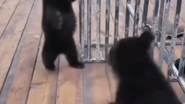 Tiny Paws, Big Cuteness: Meet the Adorable Little Bear!