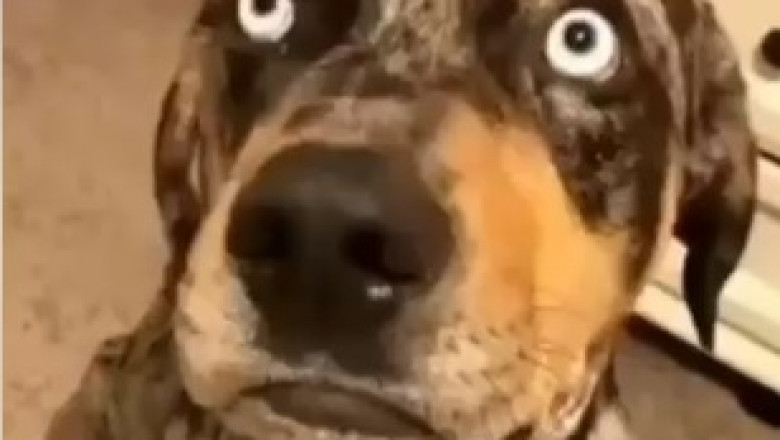 Watch Me Do It: Clever Dog Takes on the Task!