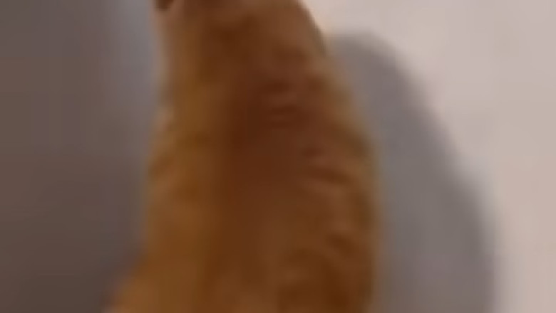 Hilarious Pets Compilation: When Furballs Go Wild!