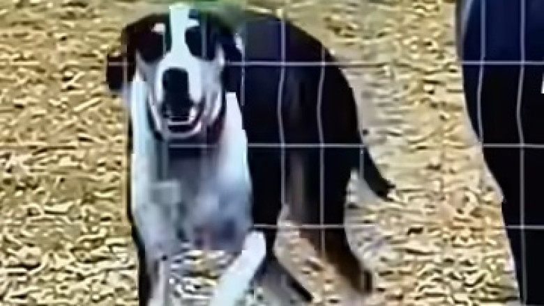 Pets vs. Everyday Objects: The Ultimate Showdown!