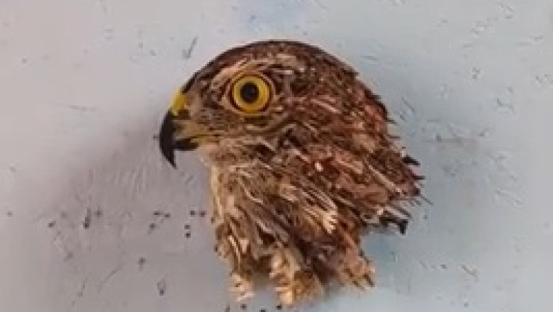 You Won't Believe This Strange Hawk Head!