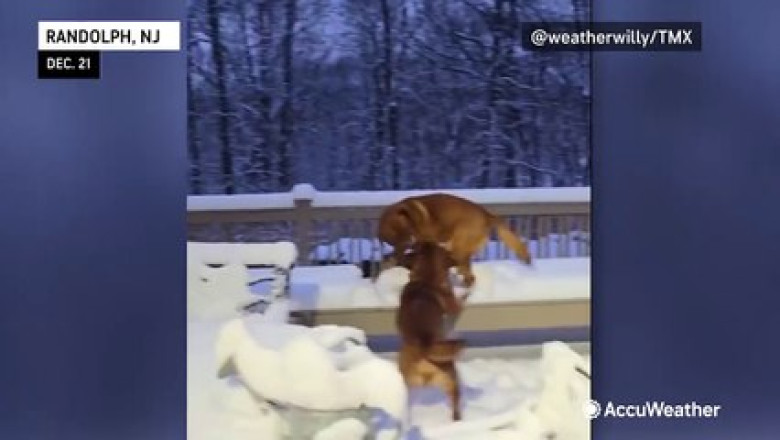 Pets vs. Snow: Epic Winter Fun for Dogs and Cats!