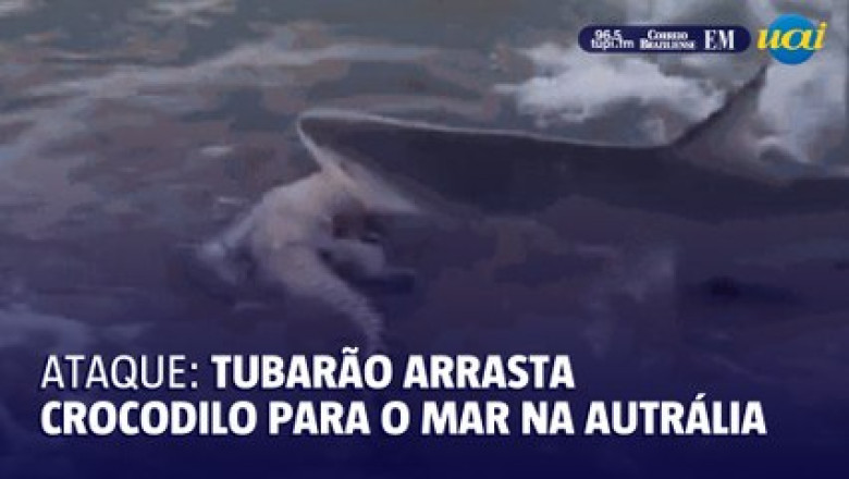 Shark Attacks and Drags Crocodile into the Sea: Shocking Scene in Australia!