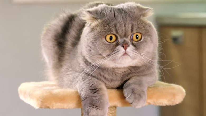 Caught on Camera Cats' Hilarious Reactions to Strange Surprises