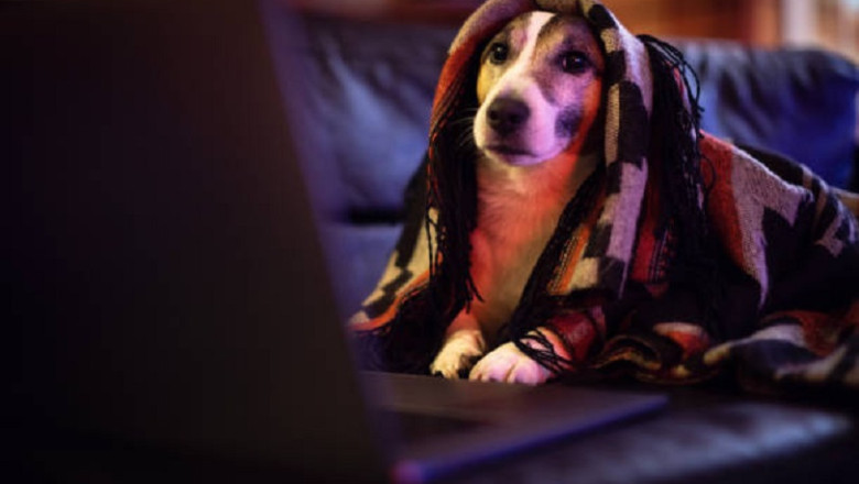 Dogs Watching TV. What Happens When Our Furry Friends Binge-Watch?
